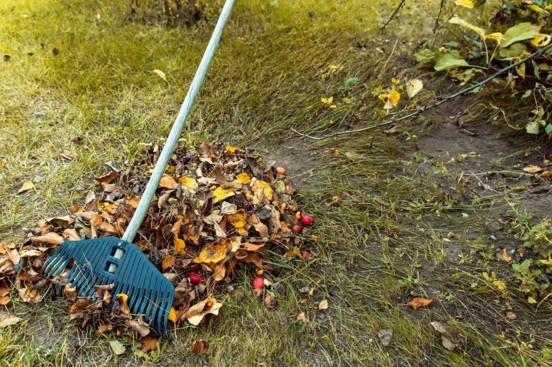 Spod krzewów owocowych warto wygrabić opadłe liście – to łatwy sposób na zabezpieczenie roślin przed chorobami i szkodnikami