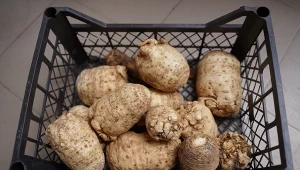 Wyjaśniamy, co decyduje o trwałości selera korzeniowego.