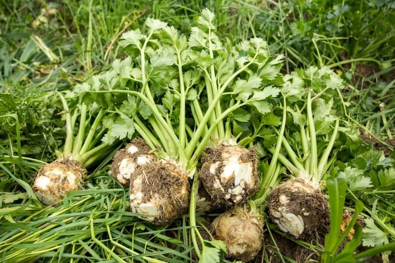 Do przechowywania nadaje się tylko zdrowy, nieuszkodzony seler, który został zebrany w dobrym terminie