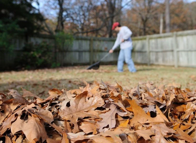 Zgrabione liście z chodnika i działki możesz wykorzystać na kilka sposobów