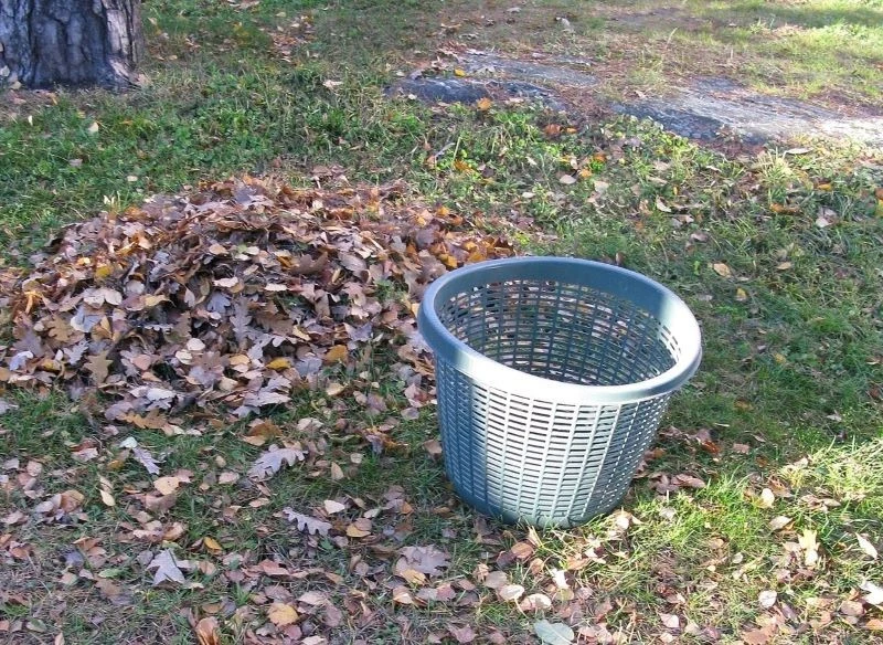 Liście zgrabione posegreguj i te z chorych drzew wyrzuć do bioodopadów