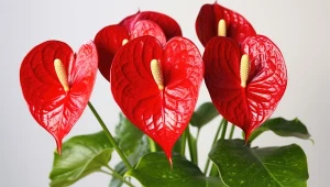 Anturium będzie zdrowo rosło i bujnie kwitło pod warunkiem, że odpowiednio o niego zadbamy.