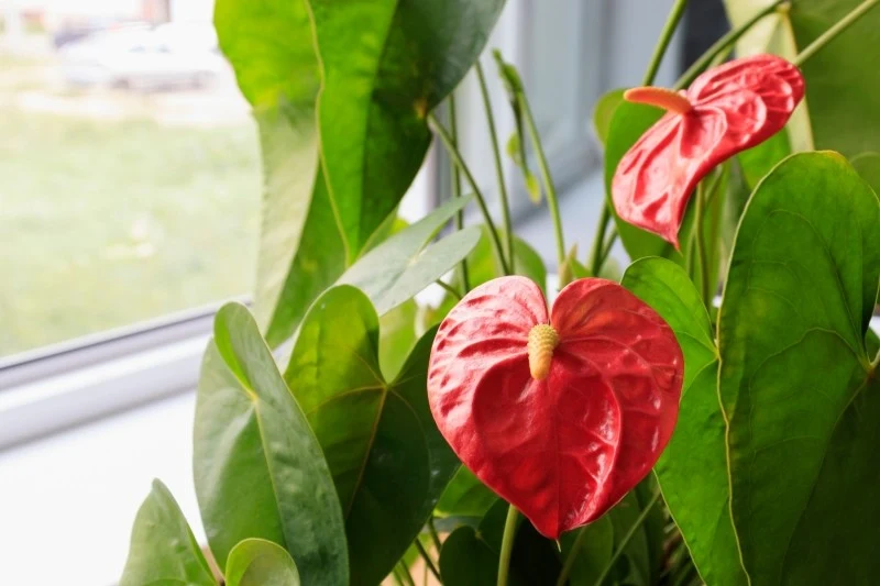 Anturium jest rośliną ciepłolubną i wrażliwą na przeciągi