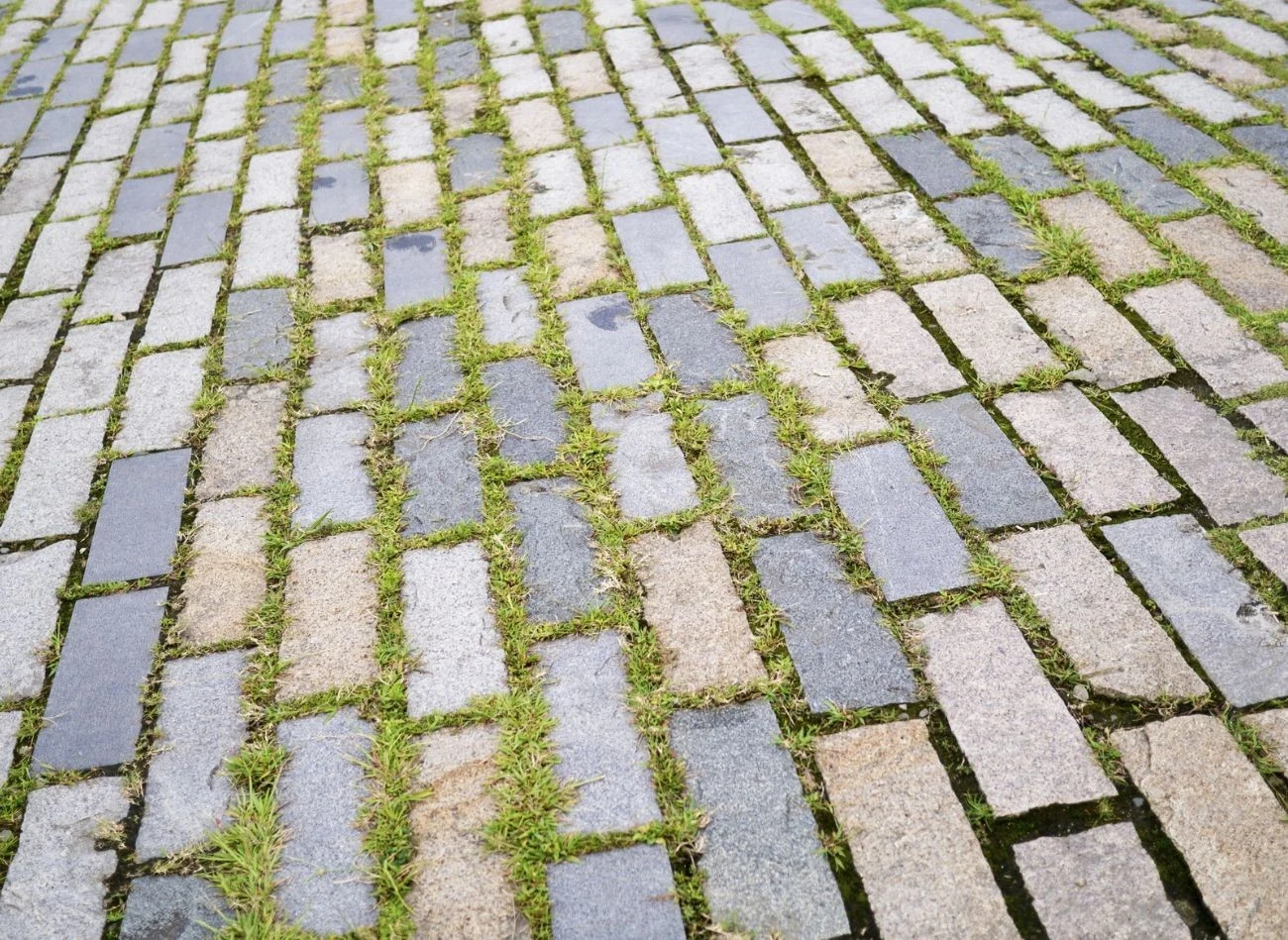 Mech rośnie w miejscach ciemnych i wilgotnych