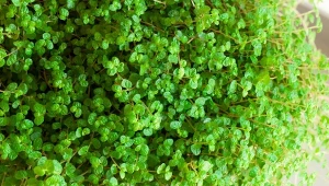 Poznaj ciekawe odmiany soleirolii rozesłanej i zasady uprawy tej pięknej rośliny.