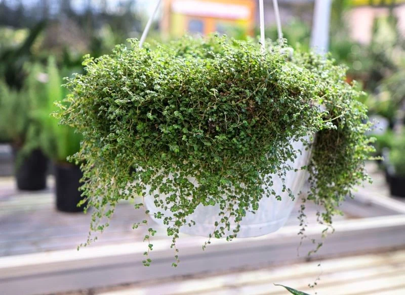 Długie pędy soleirolii rozesłanej przewieszają się z doniczki