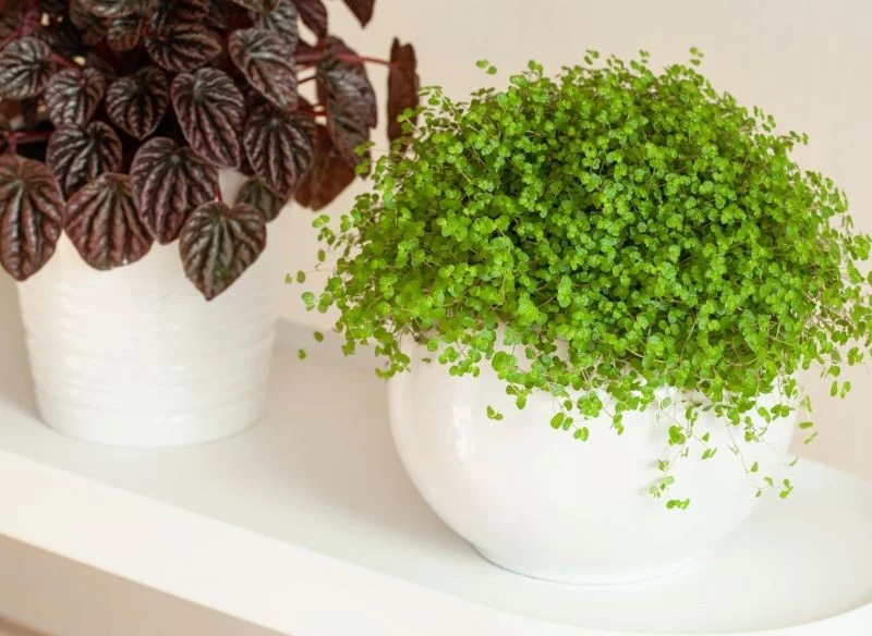 Uprawa soleirolii rozesłanej jest prosta