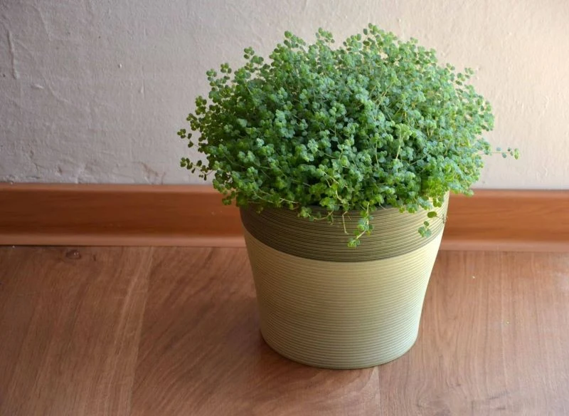 Soleirolia rozesłana nie powinna stać w słońcu