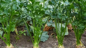 Wyjaśniamy, kiedy zbierać seler korzeniowy.