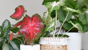 Kaladium domowe zachwyca urodą swoich liści. Jak pielęgnować tę oryginalną roślinę?