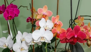 Jeśli chcesz, aby twoje storczyki kwitły długo i obficie, podlej je domową odżywką.