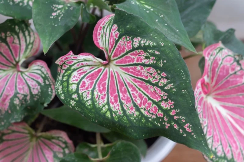 Kaladium domowe ma dość specyficzne wymagania, ponieważ w naturze porasta tropikalne lasy Amazonii