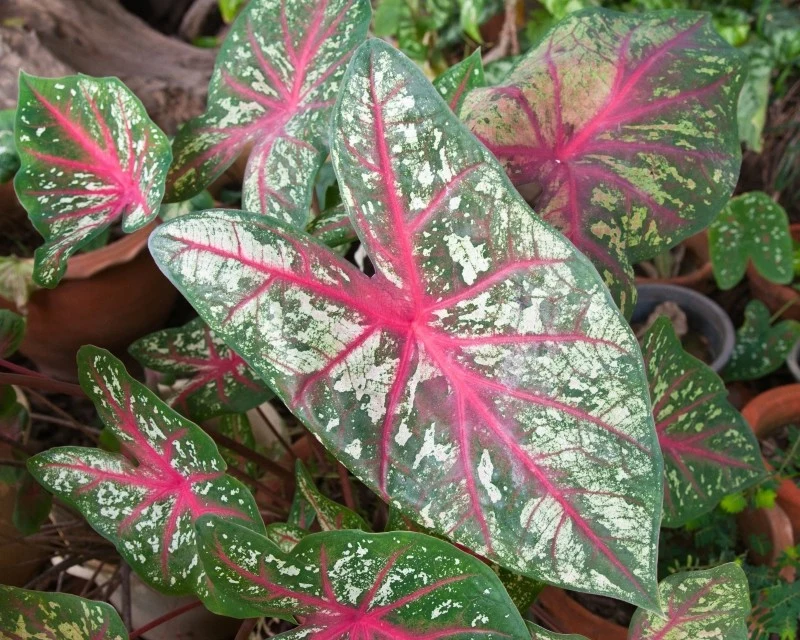 Zimą kaladium przechodzi w okres spoczynku