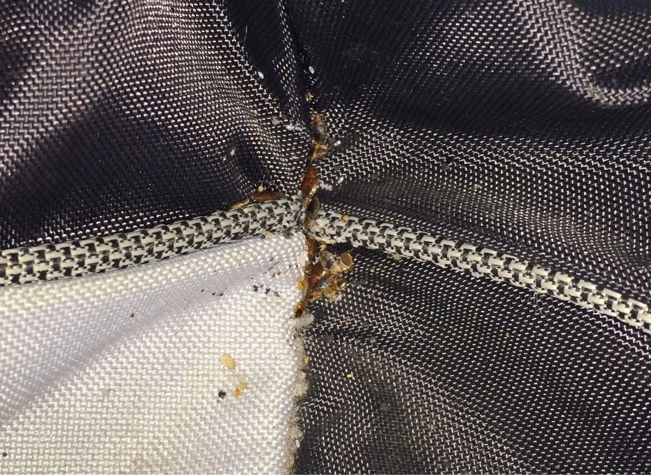 Jednym z częstych miejsc bytowania pluskiew są meble tapicerowane, szczególnie fałdy i przeszycia łożek czy foteli