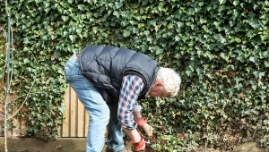 Przycinanie róż w listopadzie to delikatny zabieg, sprawdź, jak wykonać go poprawnie.