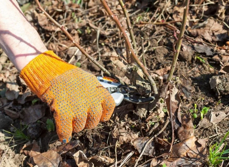 Jesienne cięcie wybranych odmian róż pomaga dobrze ukierunkować roślinie siły na wiosenny wzrost, a także chroni przed chorobami