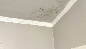 Sprawdź, jak usunąć pleśń lub grzyba ze ściany domowymi sposobami./Deccoria.pl