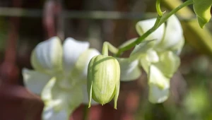 Woda utleniona może być stosowana do kwiatów doniczkowych nie tylko do niszczenia szkodliwych patogenów.
