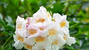 Radermachera sinica (China Doll) to barwna roślina doniczkowa. Sprawdź, jak ją uprawiać.