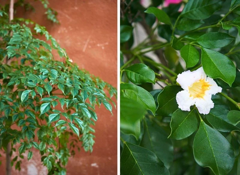 China Doll, czyli Chińska Lalka bajkowo kwitnie, jednak w domowych warunkach jej główną dekoracją są błyszczące, zielone liście, którymi jest dosło...