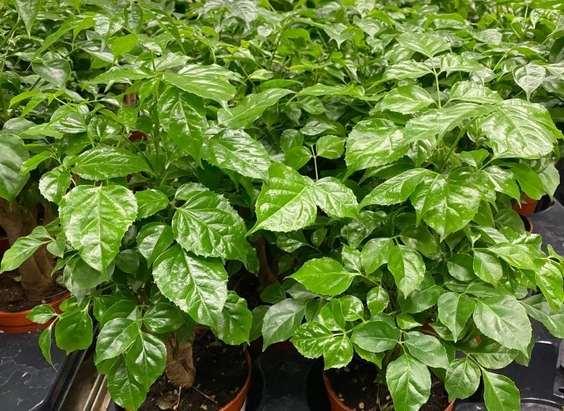 Sadzonki China Doll przypominają krzewinki kawowe, jednak z czasem zmieniają pokrój i zaczynają wyglądać, jak dorodne figowce benjamina, bujnie roz...