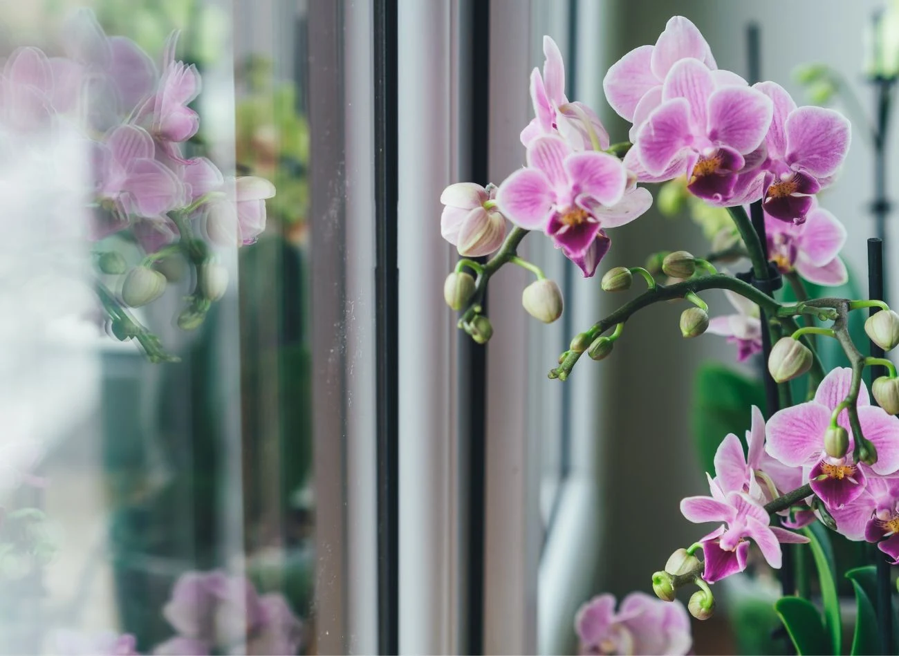 W przypadku storczyka wodę utlenioną warto stosować, gdy roślina przestała kwitnąć a liście trącą kolor.