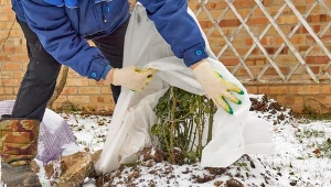 Zabezpieczanie roślin w ogrodzie w listopadzie w dużej mierze zależy od pogody - może okazać się, że konieczne jest samo ściółkowanie lub kompleksowe osłanianie.
