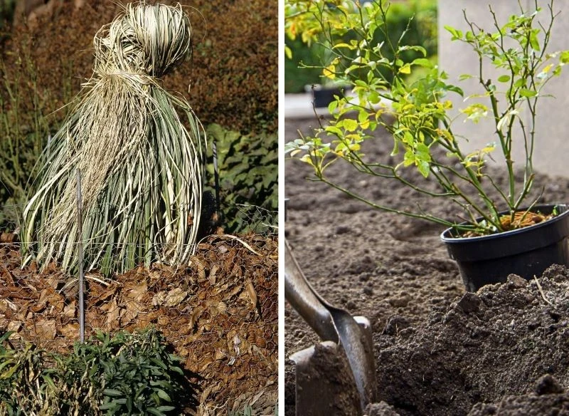 Młode rośliny warto zadołować w donicach