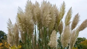 Wiązanie traw ozdobnych to świetny sposób, aby zabezpieczyć rośliny przed przemarznięciem.