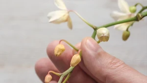 Usychające pąki storczyków mogą być oznaką złej pielęgnacji. Jak uratować roślinę?