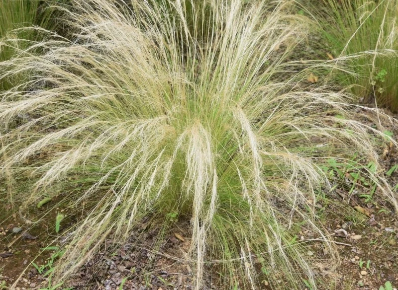 Trawy ozdobne można związać w snopki lub zapleść pędy w ozdobne warkocze