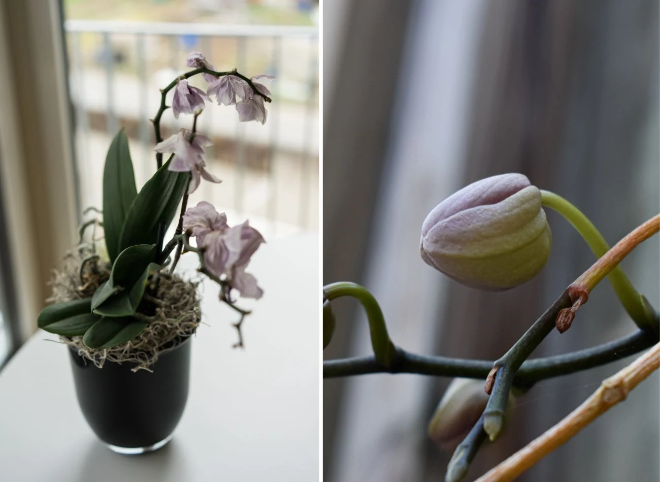 Zimą storczyki najczęściej usychają ze względu na niedobór słońca.