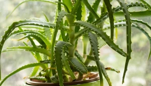 Aloes to roślina z rodziny sukulentów, która ma wyjątkowe właściwości lecznicze.