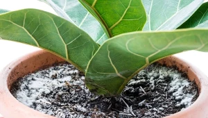 Często w doniczce lub na liściach kwiatów pojawia się pleśń. Jak ją zlikwidować?