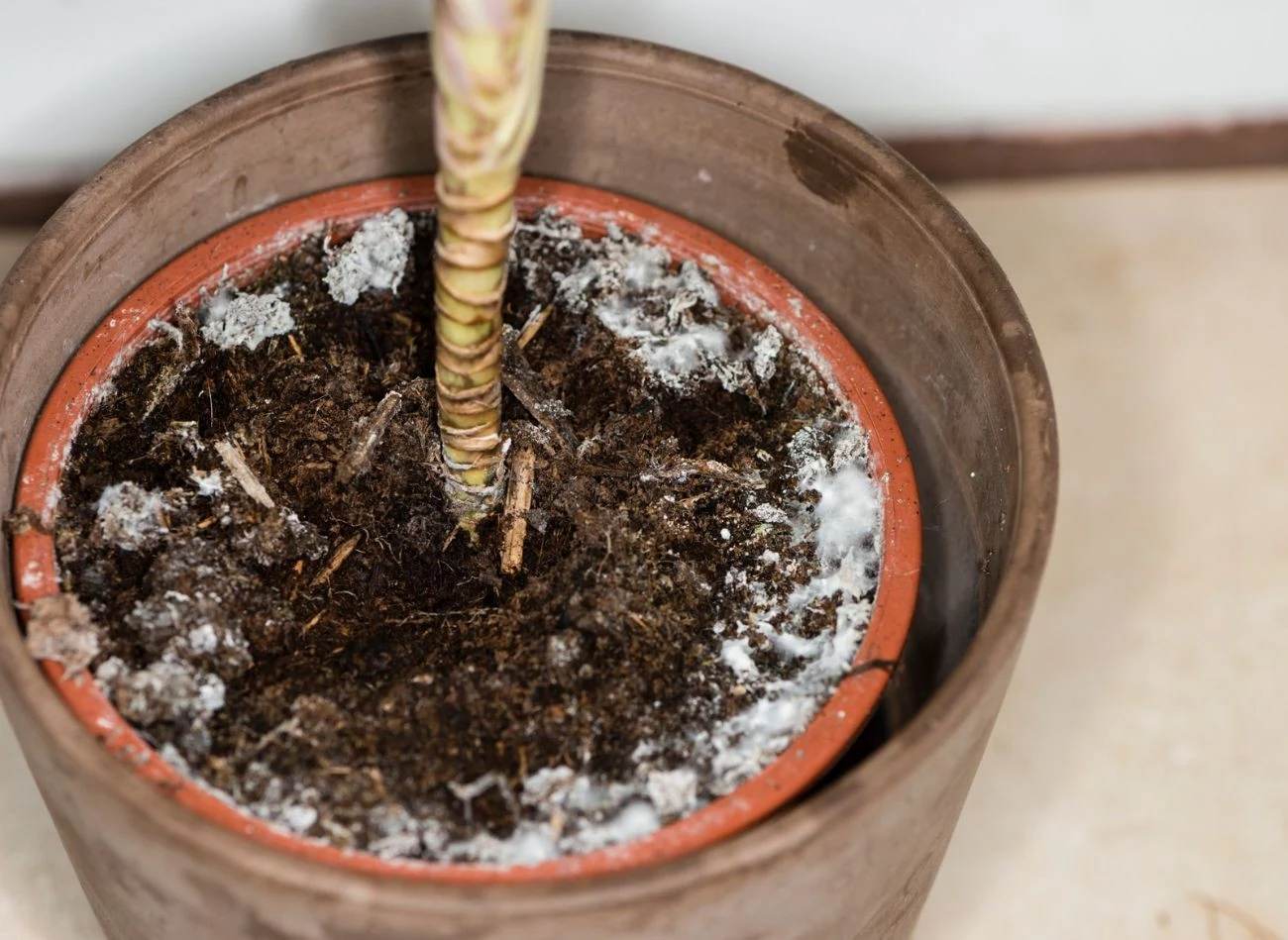 Pleśń w doniczce może pojawić się, gdy gleba ma zbyt słaby drenaż.