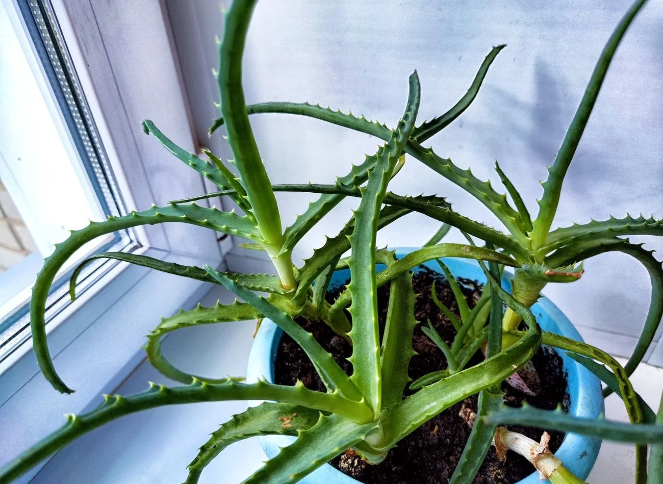 Jeśli chcesz wykorzystać liście aloesa, najpierw je oderwij, a dopiero potem wyciśnij z nich sok