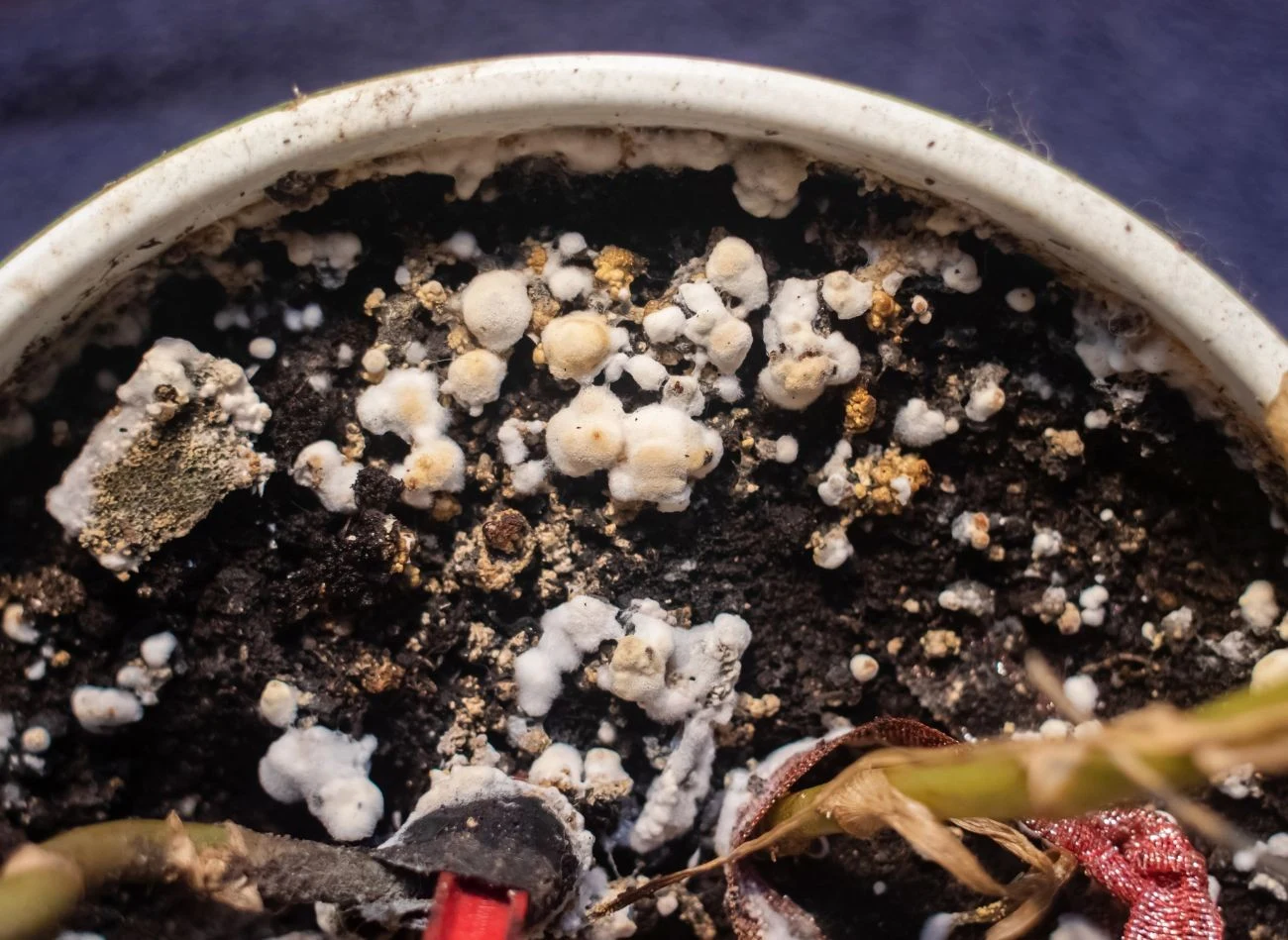 Gdy domowe metody na usunięcie pleśni z doniczki nie działają, roślinę trzeba przesadzić.