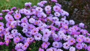 Michałki, jesienne astry, to tradycyjny element babcinego ogrodu. Jak je uprawiać, by zalały ogród kolorami i zdobiły go aż do końca listopada?