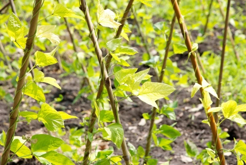Fasola z orzełkiem jest odmianą fasoli karłowej
