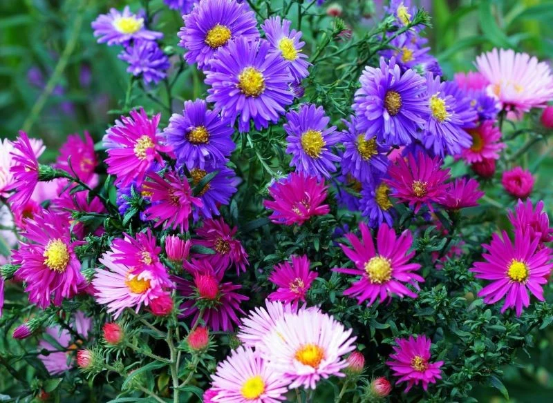 Kolorowe kompozycje astrów przełamują monotonię barw w listopadowym ogrodzie