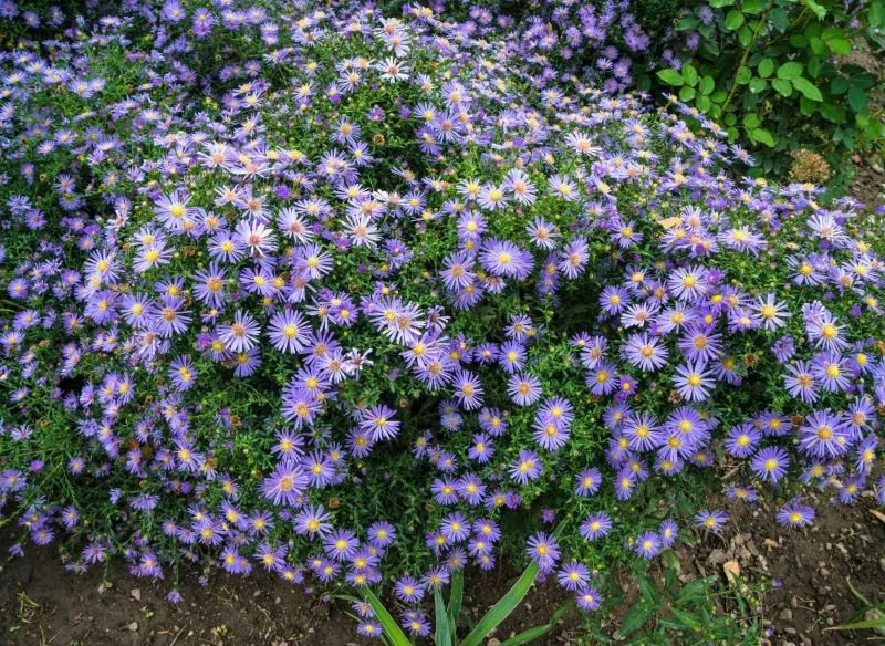 Drobne kwiaty astrów zebrane w rozrośniętych kępach pięknie okryją puste przestrzenie na rabatach