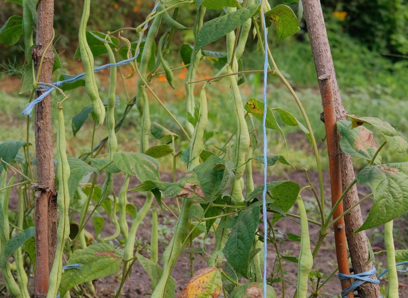 Fasolę z orzełkiem można siać na dwa sposoby - pojedynczo i gniazdowo
