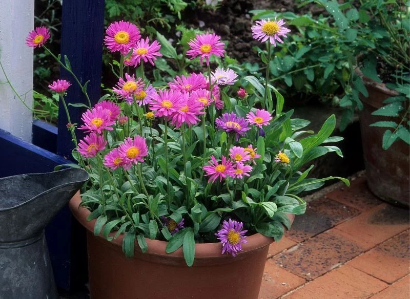 Astry możesz posadzić w ogrodzie lub w niewielkiej donicy na tarasie czy balkonie