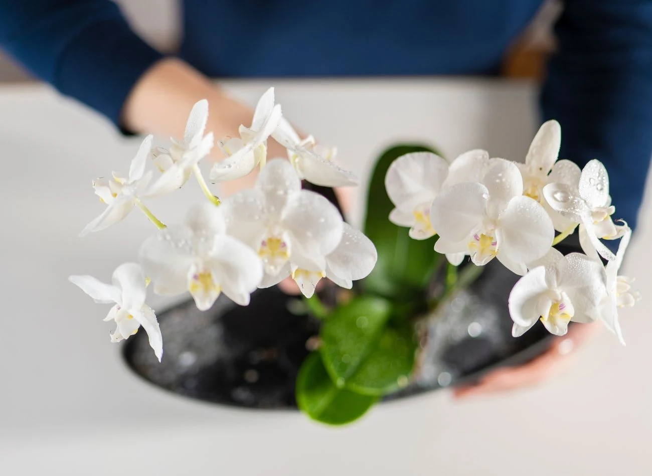 Storczyki przestajemy nawozić w grudniu, kiedy przechodzą w stan spoczynku