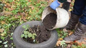 Wyjaśniamy, czym jest kopczykowanie i po co to robić.