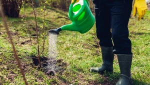 Jakie prace w ogrodzie wykonać w listopadzie? To najważniejsze, co możesz zrobić przed zimą.