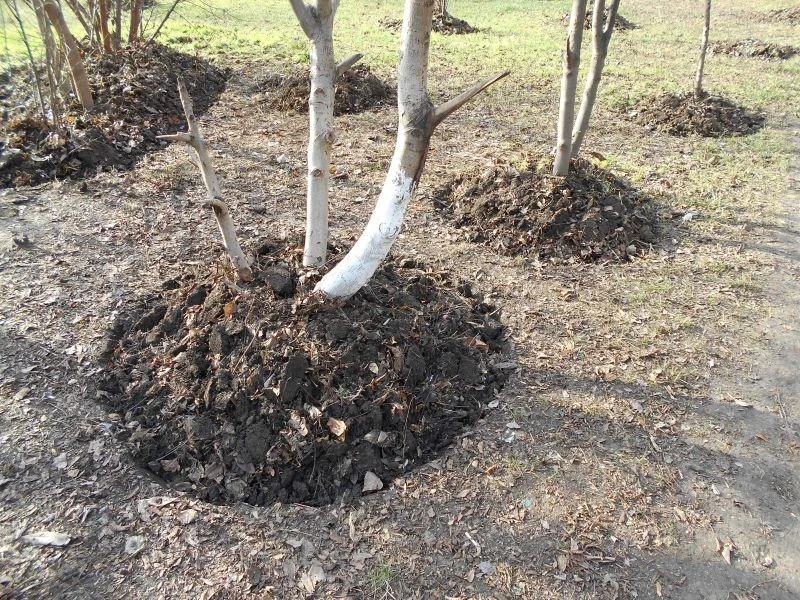 Kiedy kopczykować rośliny