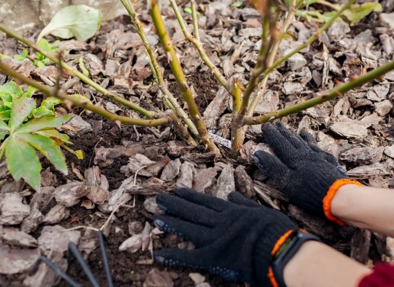 Listopad to dobry moment, aby zabezpieczyć rośliny przed zimą