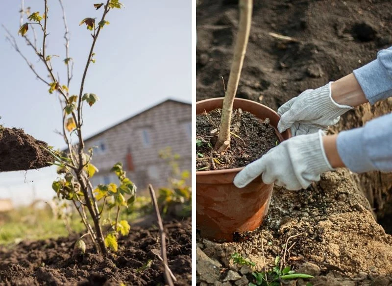 Drzewka należy posadzić w odpowiednio przygotowanej ziemi – dobrze odżywionej, przepuszczalnej i zabezpieczonej ściółką