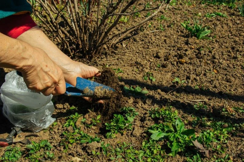 Kopczykowania wymagają m